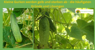 Gurken werden gelb und sterben ab