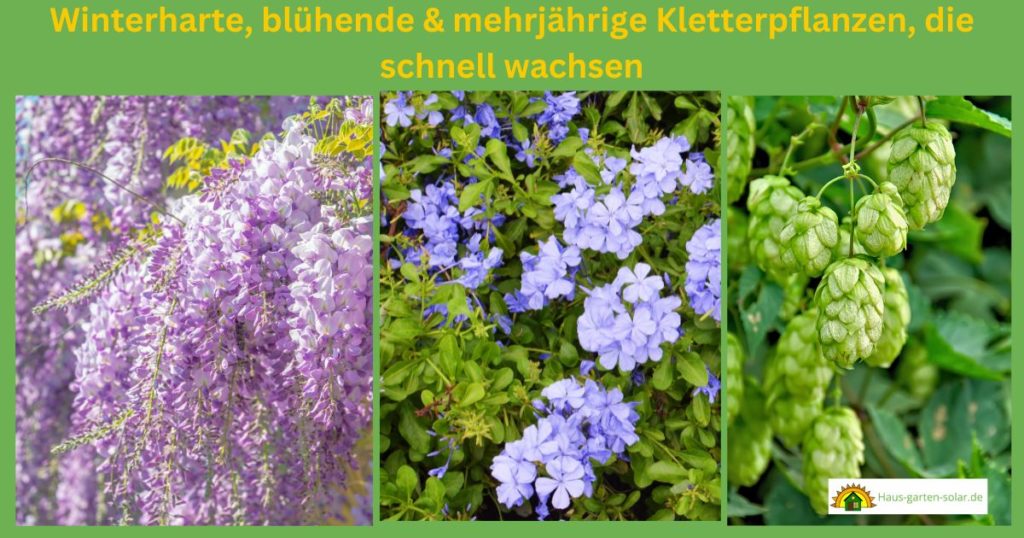 53+ Blühende Kletterpflanzen Winterhart Mehrjährig Schnellwachsend