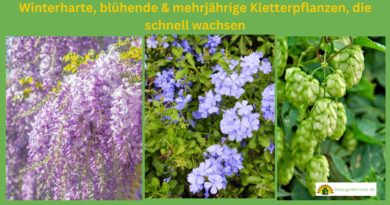 bluehende-kletterpflanzen-winterhart-mehrjaehrig-schnellwachsend